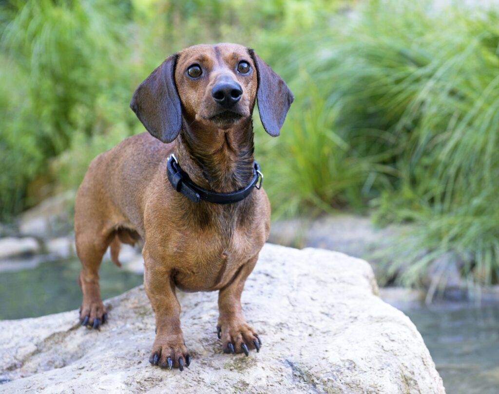 Dachshund