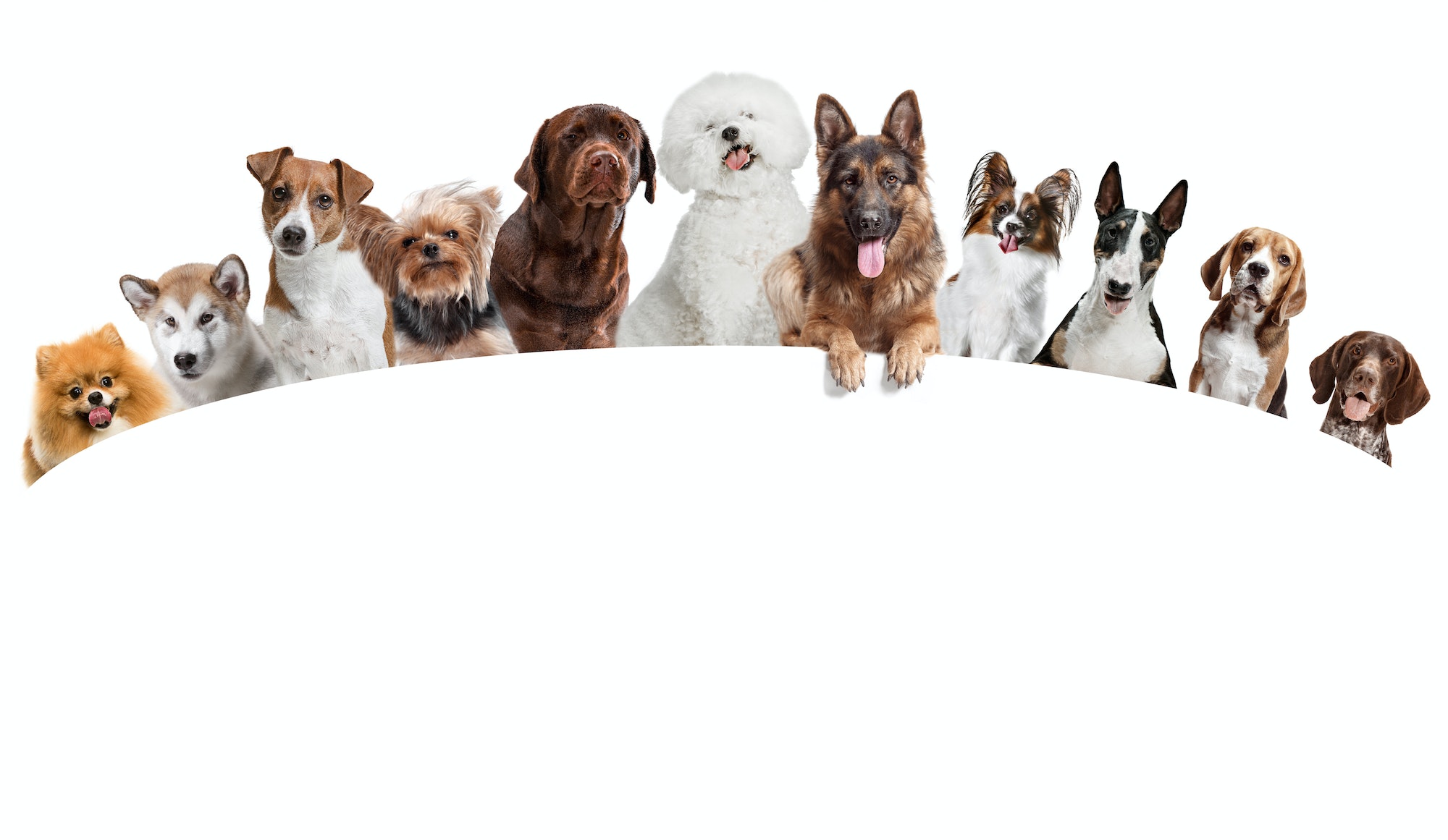 Differents dogs looking at camera isolated on a white background