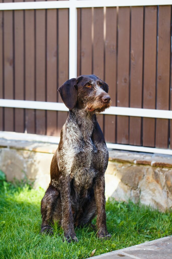 German Wirehaired Pointer