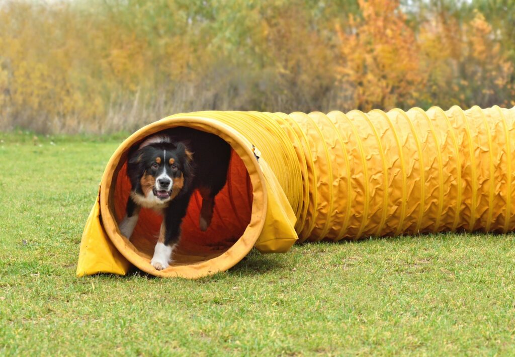 Dog on agility training