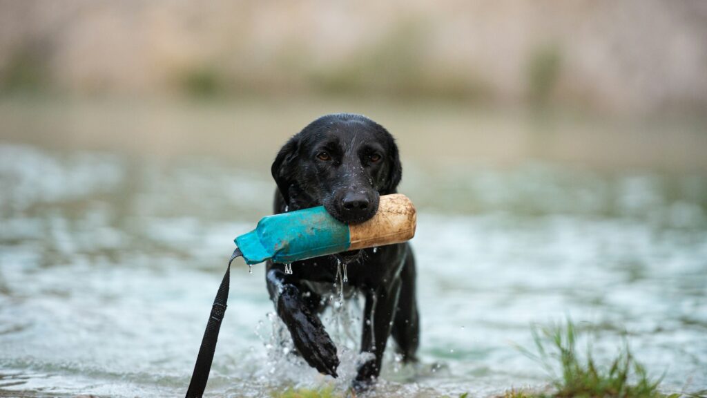 Labrador retriever coming out of the lake with a dummy in her mouth
